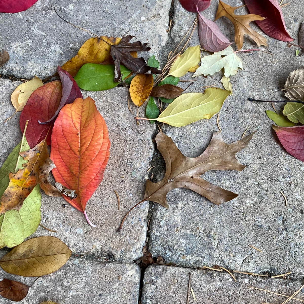 Photo of a few scattered fall leaves in orange, red, brown, and yellow on brick sidewalk