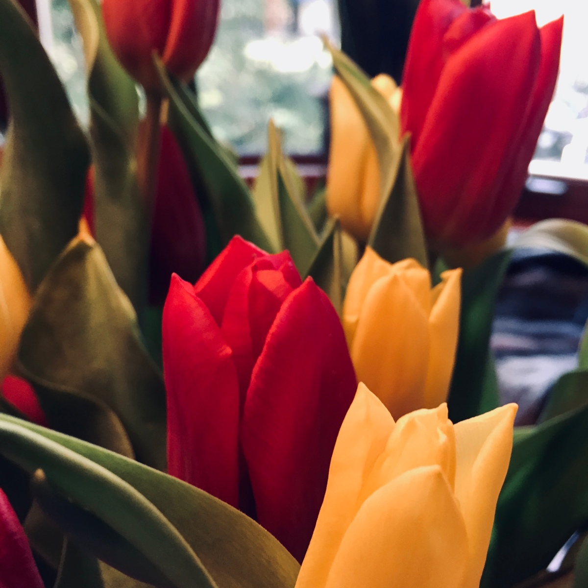 Photo of red and yellow tulips close up