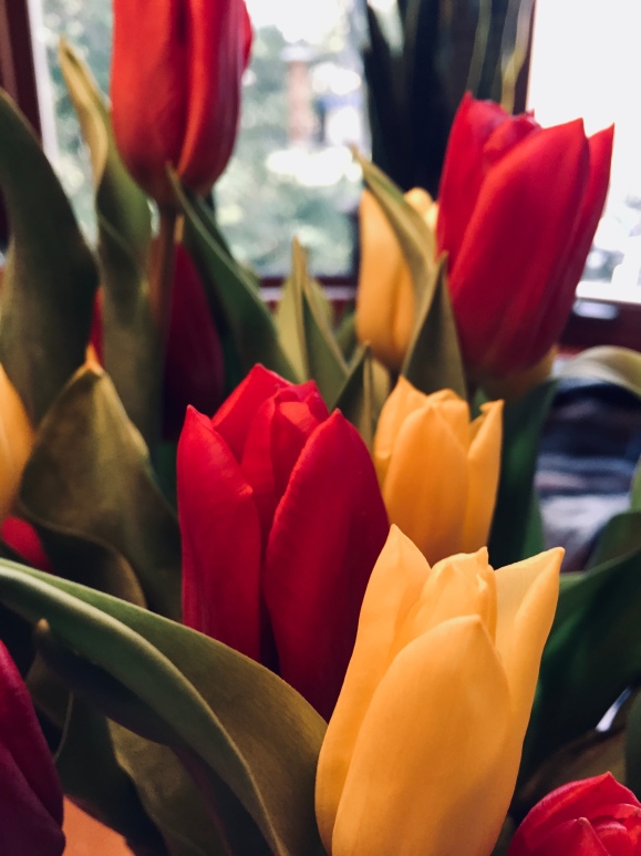 Photo of red and yellow tulips close up
