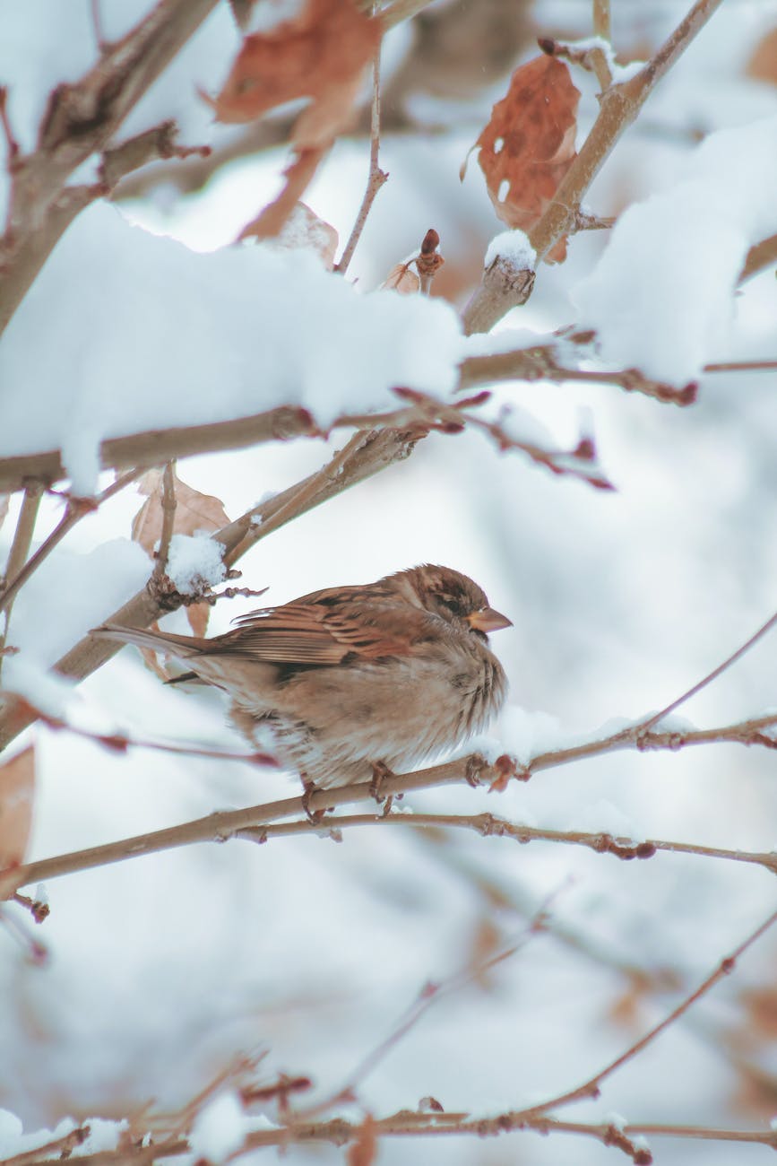 Close up photo of Small light-brown songbird in winter, My Forever Son