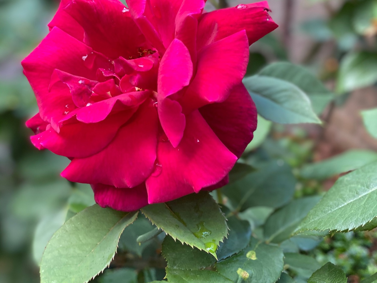 Mr. Lincoln tea hybrid red rose in full bloom in June photographclose up