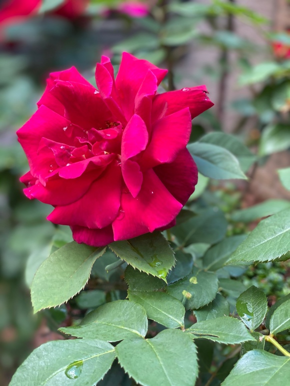 red rose in full bloom close up