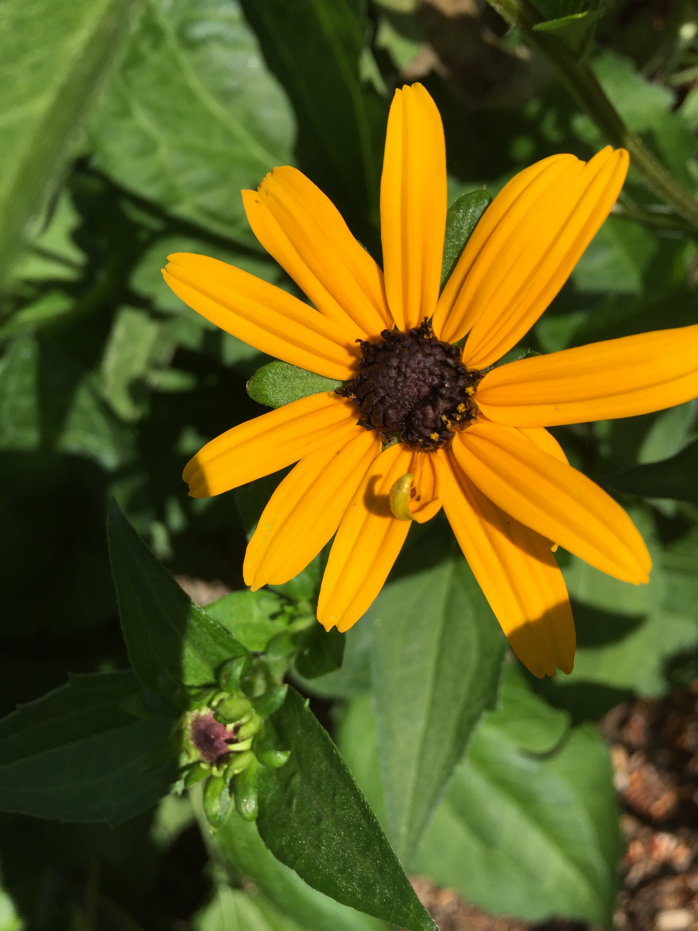 Photo close up of vivid and bright yellow/orange flower in summer surrounded by green leaves 