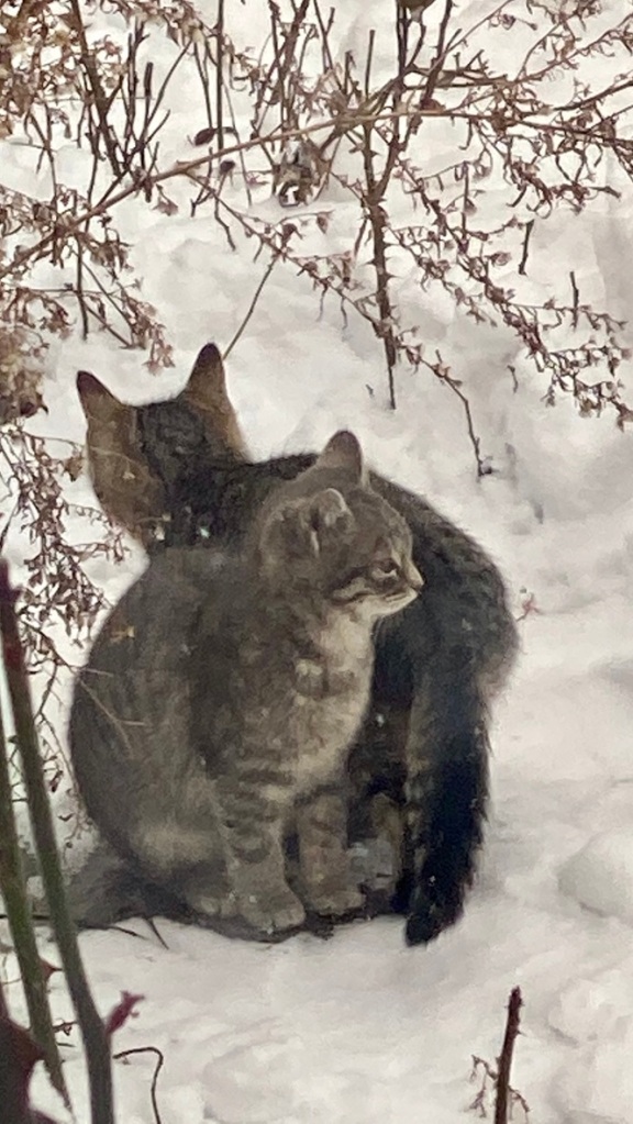 Two gray and cream colored kittens in their first winter snowfall