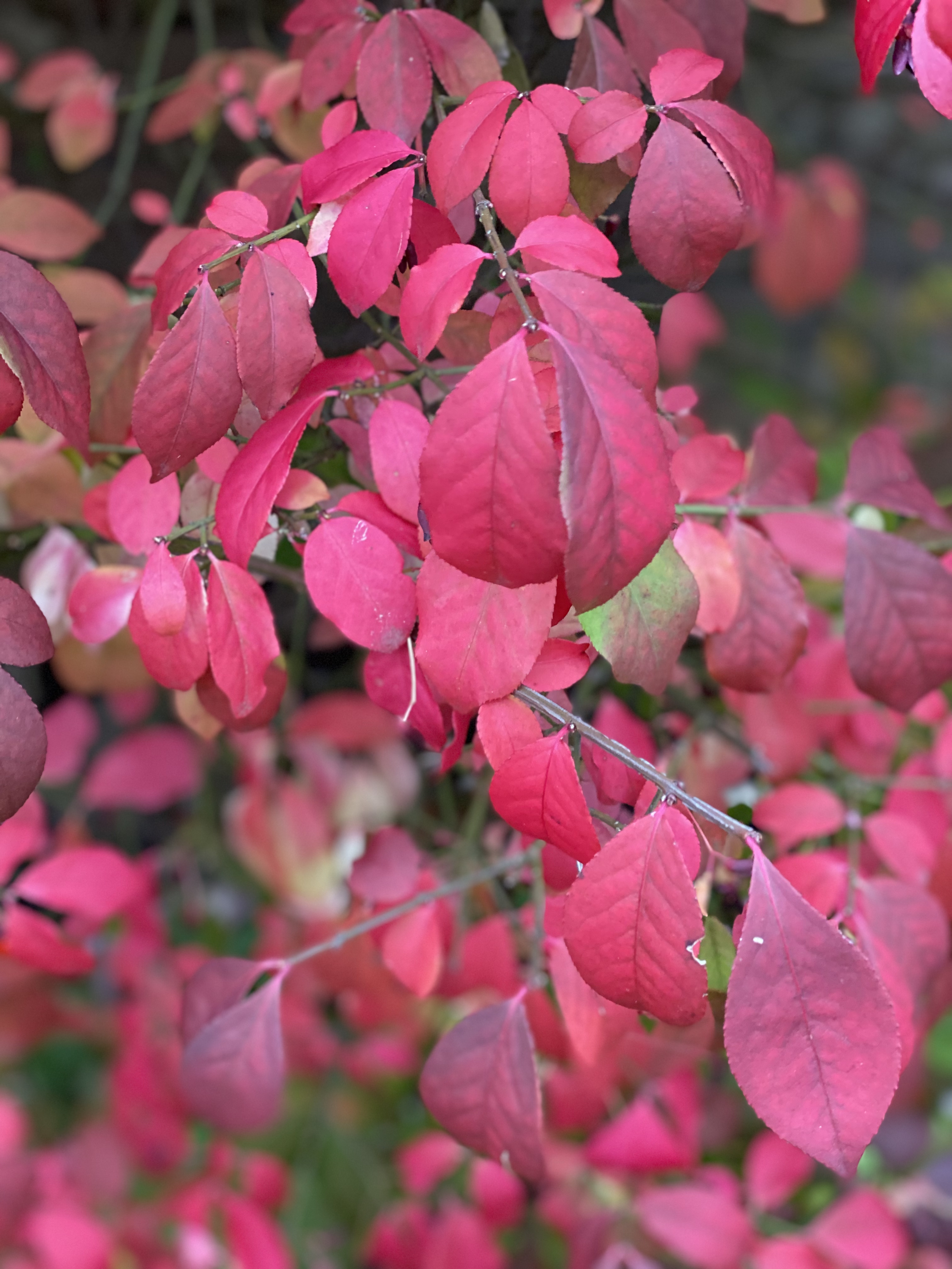Burning Bush in Fall, My Forever Son; Red Leaves close up of burning bush in autumn