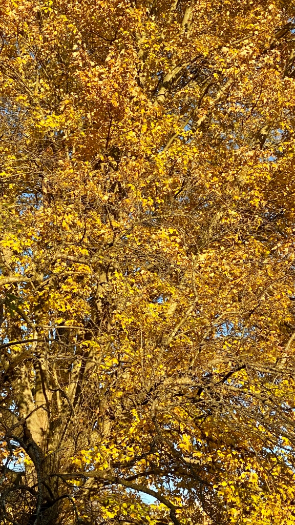 Yellow leaves on a tree in fall. My Forever Son