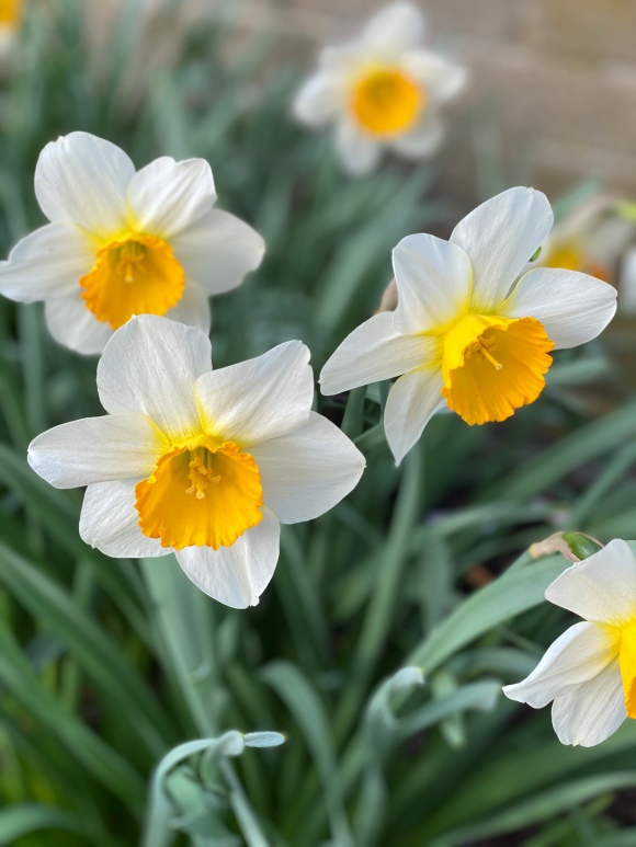 5 White Daffodils with Yellow Centers and Green Leaves in Spring, My Forever Son