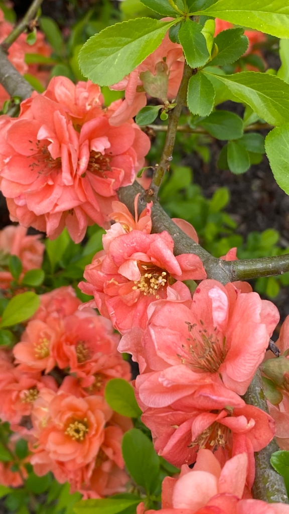 peach-colored flowering quince in spring