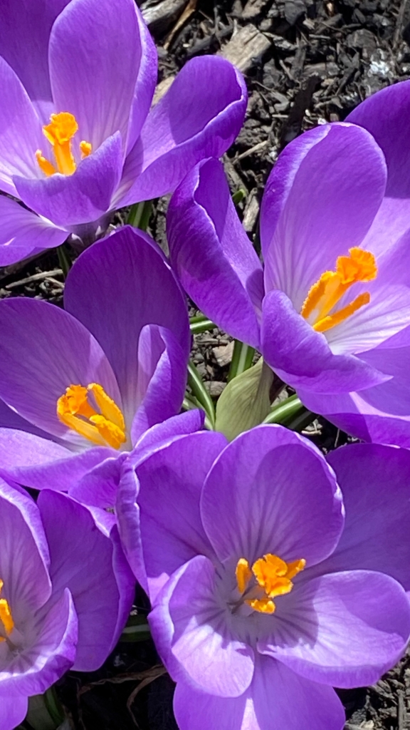 Photograph of Bright Purple crocus with yellow centers in spring. My Forever Son