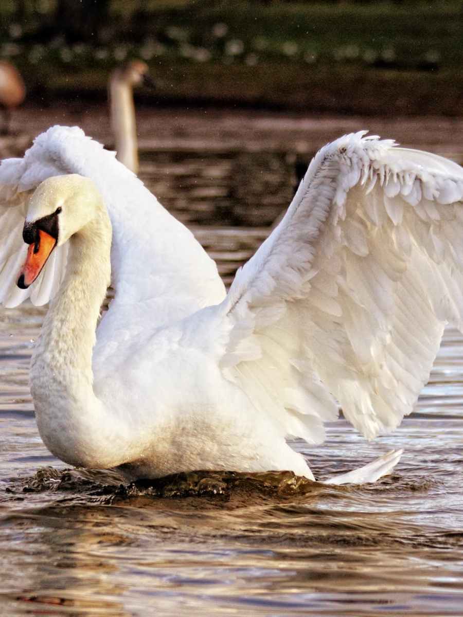 White Swan, My Forever Son