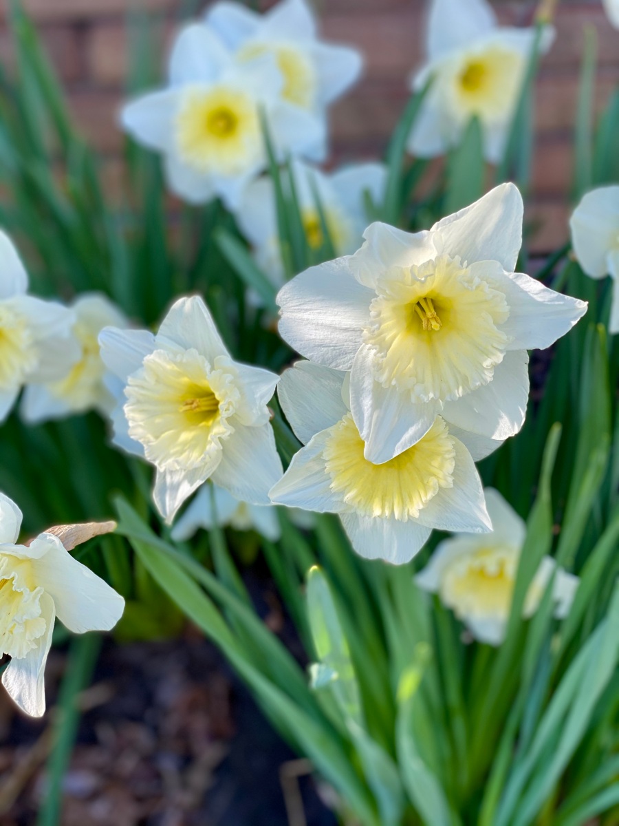 White Daffodils with Yellow Centers Photo Close Up, My Forever Son
