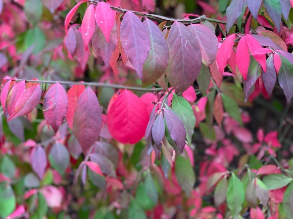 Close up photo of crimson and green leaves on burning bush in fall