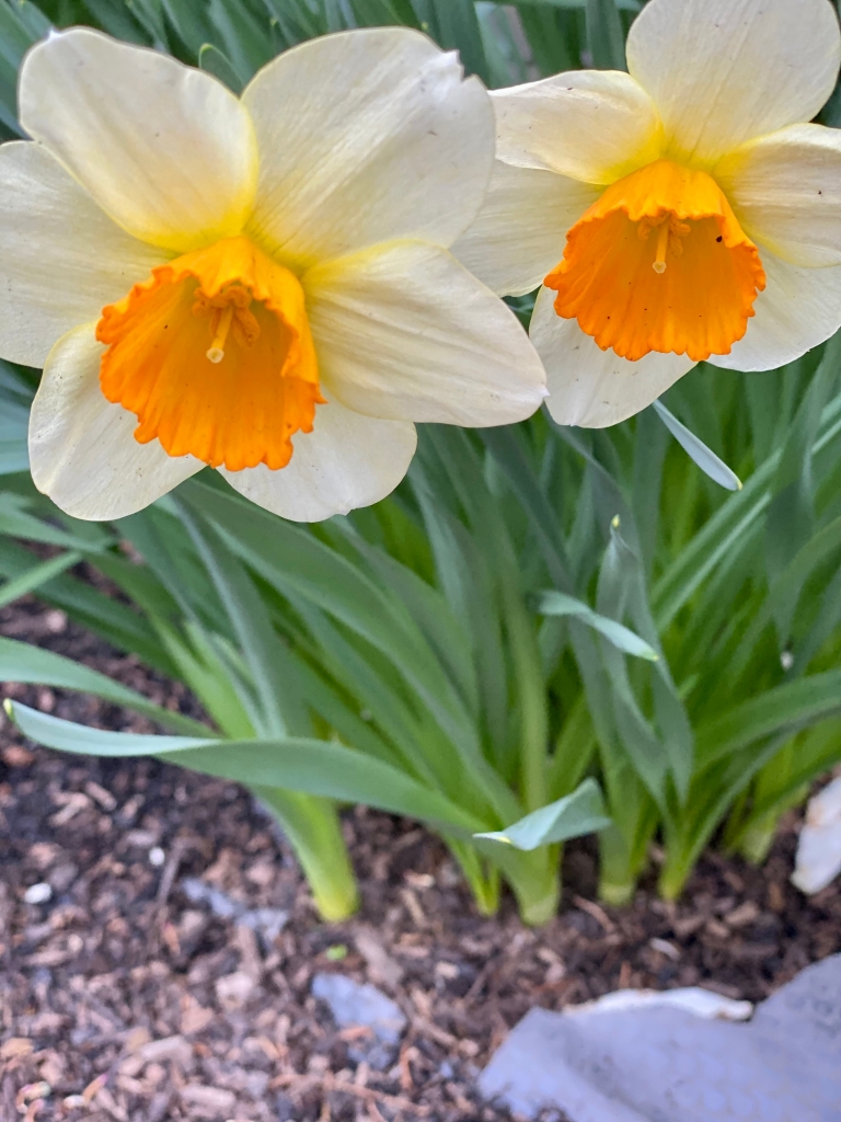 White Daffodils with Yellow Centers in Early Spring