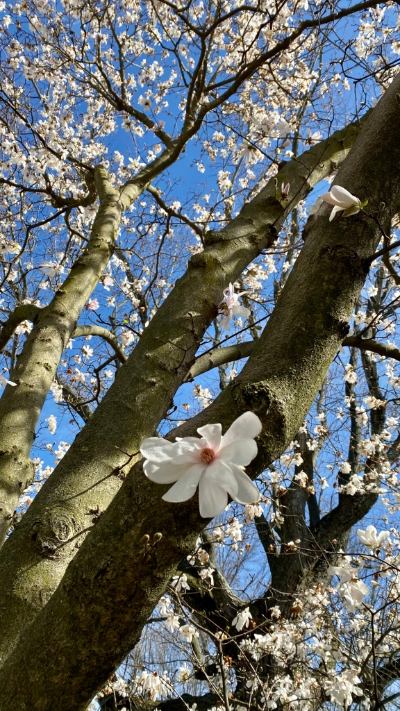 Photograph of a Stella Magnolia filled with white blossoms in spring. Photo is taken looking straight up through the tree and profuse white magnolia blossoms to the blue sky. 