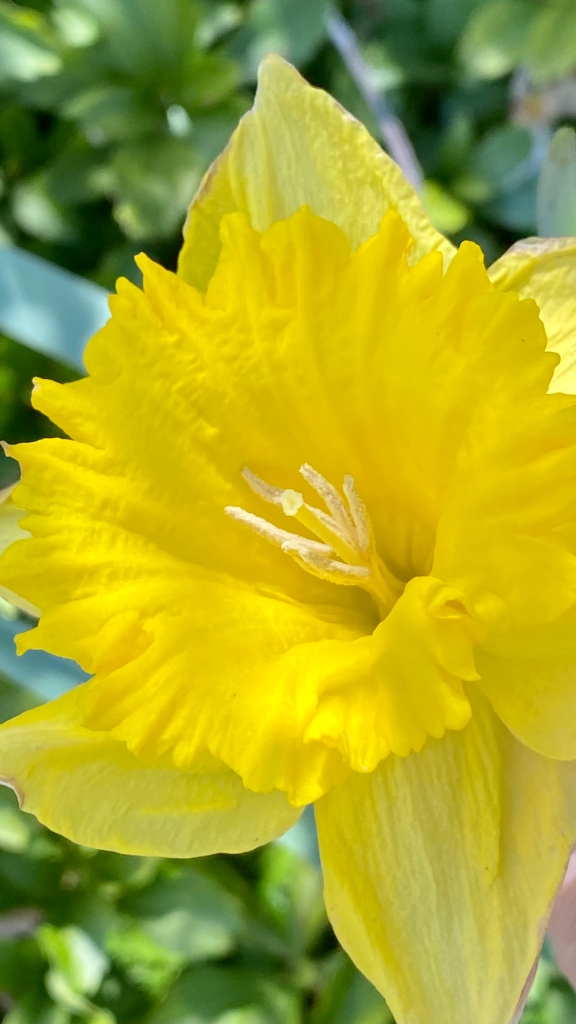 Bright Yellow Daffodil with Vivid Yellow Center in Early Spring