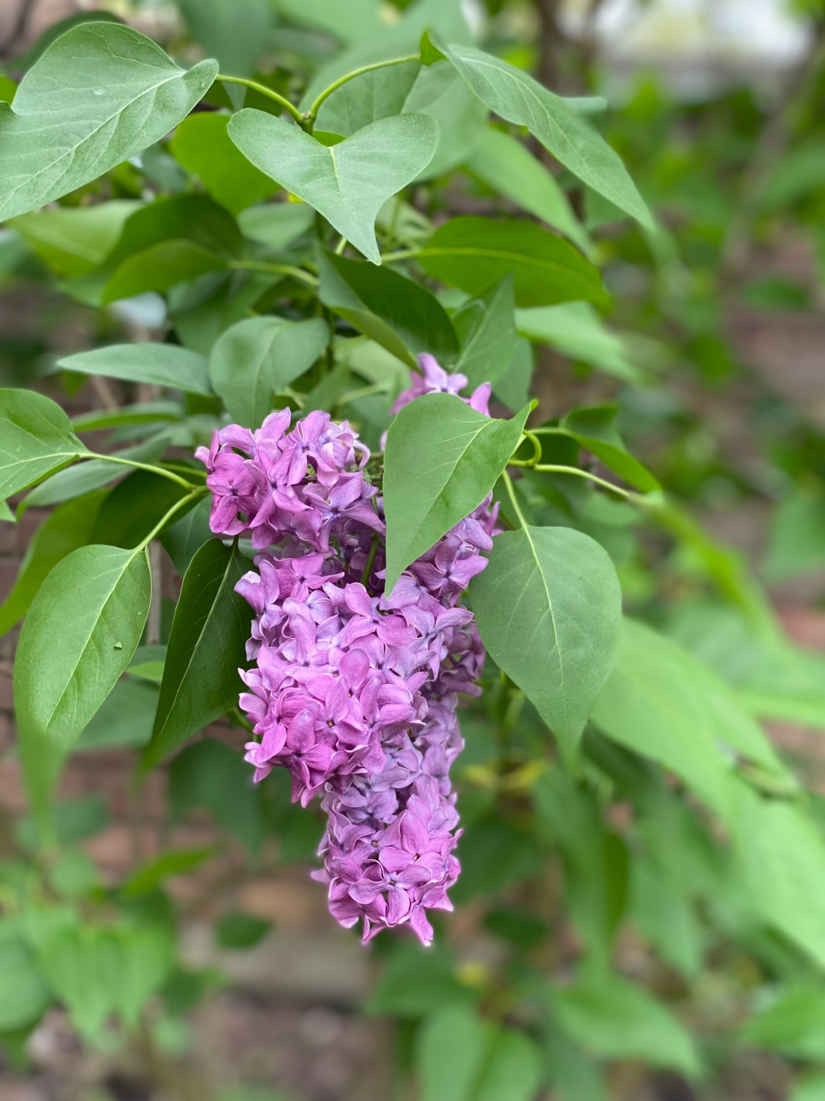 Purple Lilac Cluster in Bloom in Spring