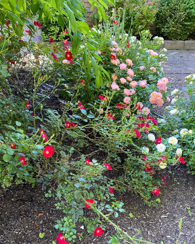 Red, Pink, Yellow and White Popcorn Ground Roses in June