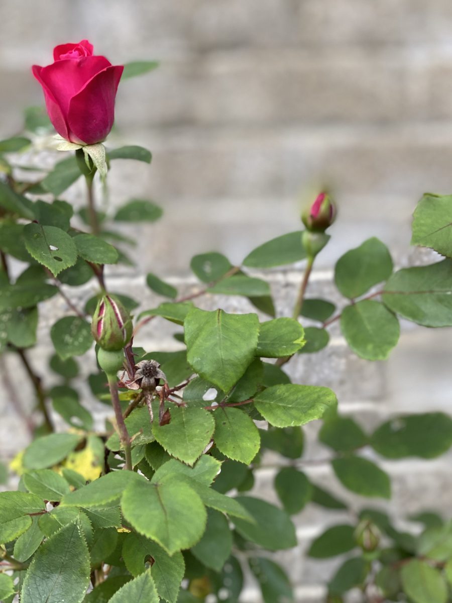 Photo of 2 red rose buds and a red about to bloom