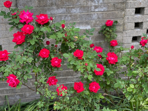 Vibrant Pink Heart-shaped display of red roses against a stone wall