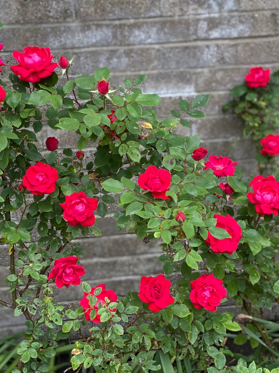 Heart-shaped display of red roses against a stone wall