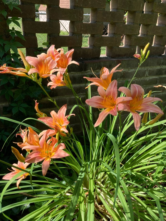 Close Up photo of Peach Daylily in Full Bloom in Summer