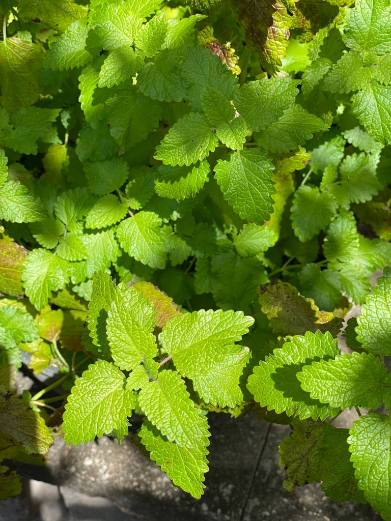 Close up of yellow and green-flicked leaves of a lemon balm herb on stone ledge