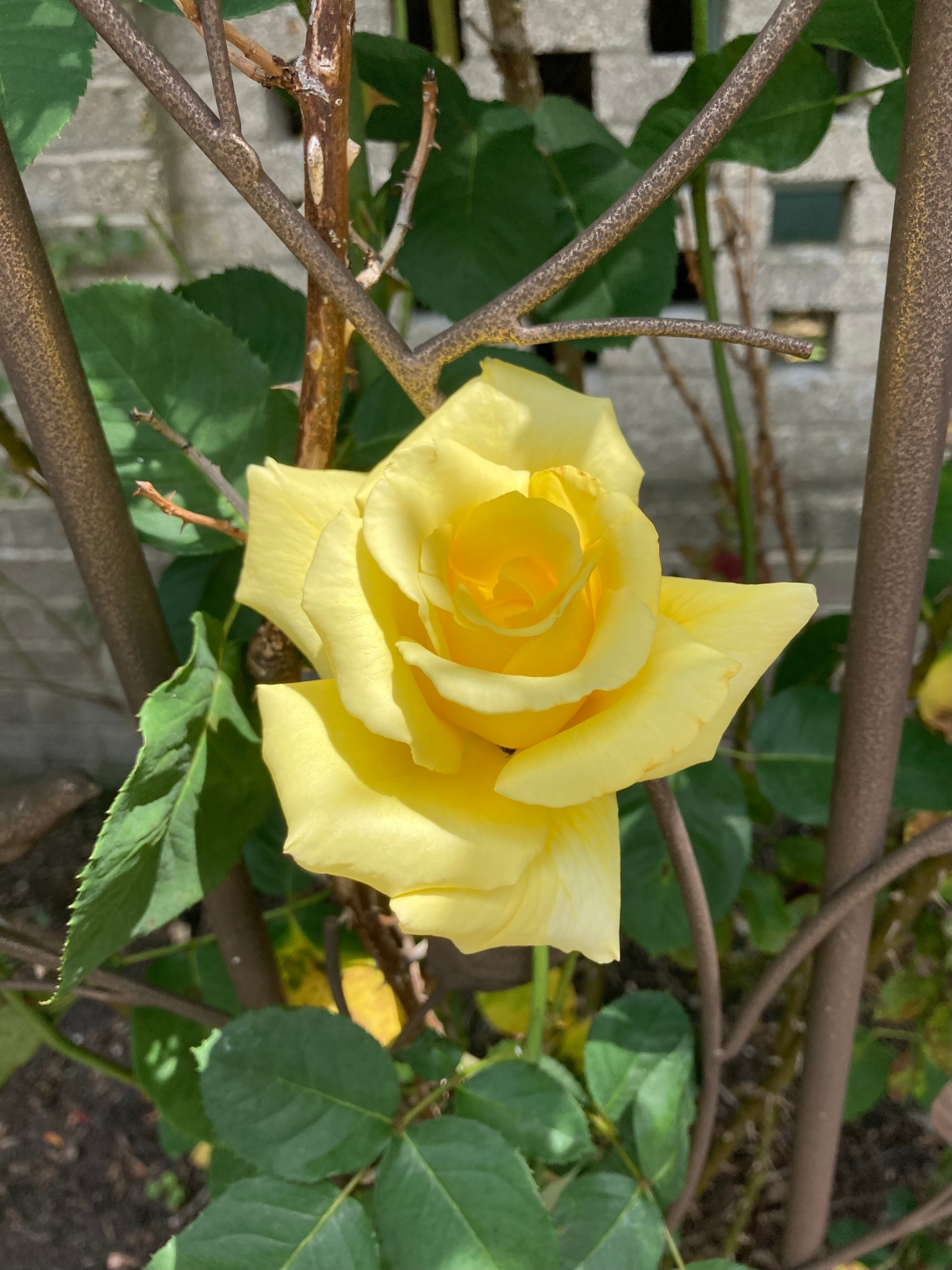 Close up photograph of single yellow rose in full bloom on a trellis