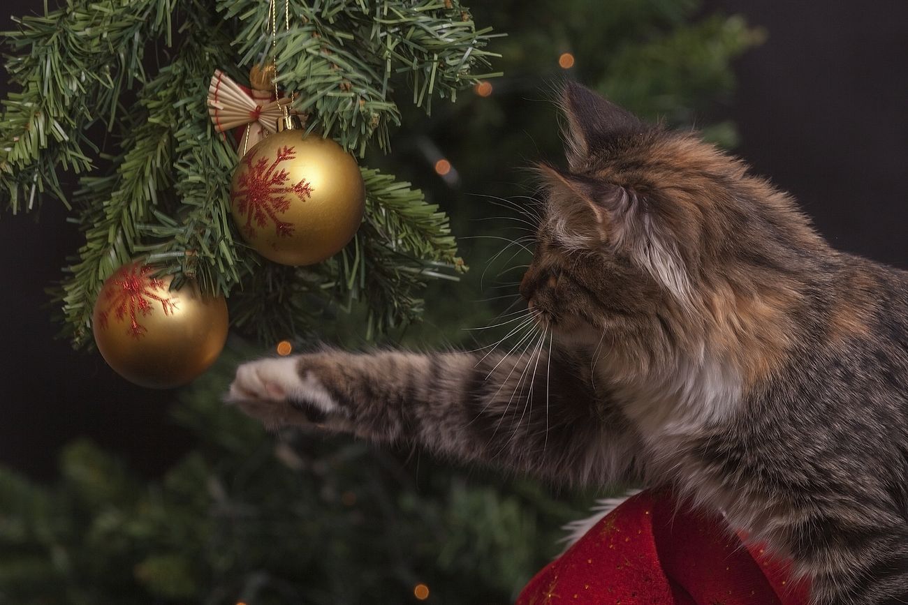 photo of a beautiful long-haired tabby cat reaching into a Christmas tree to play with a fragile gold and red decorative ornament.